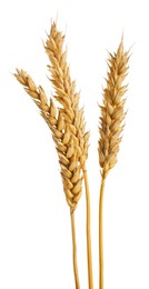 Photo of Many dried wheat ears isolated on white