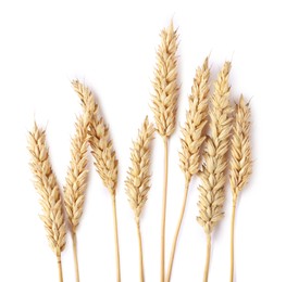 Photo of Many dried wheat ears isolated on white, top view