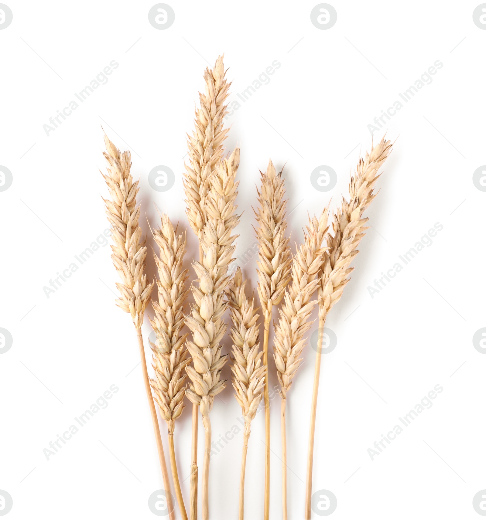 Photo of Many dried wheat ears isolated on white, top view