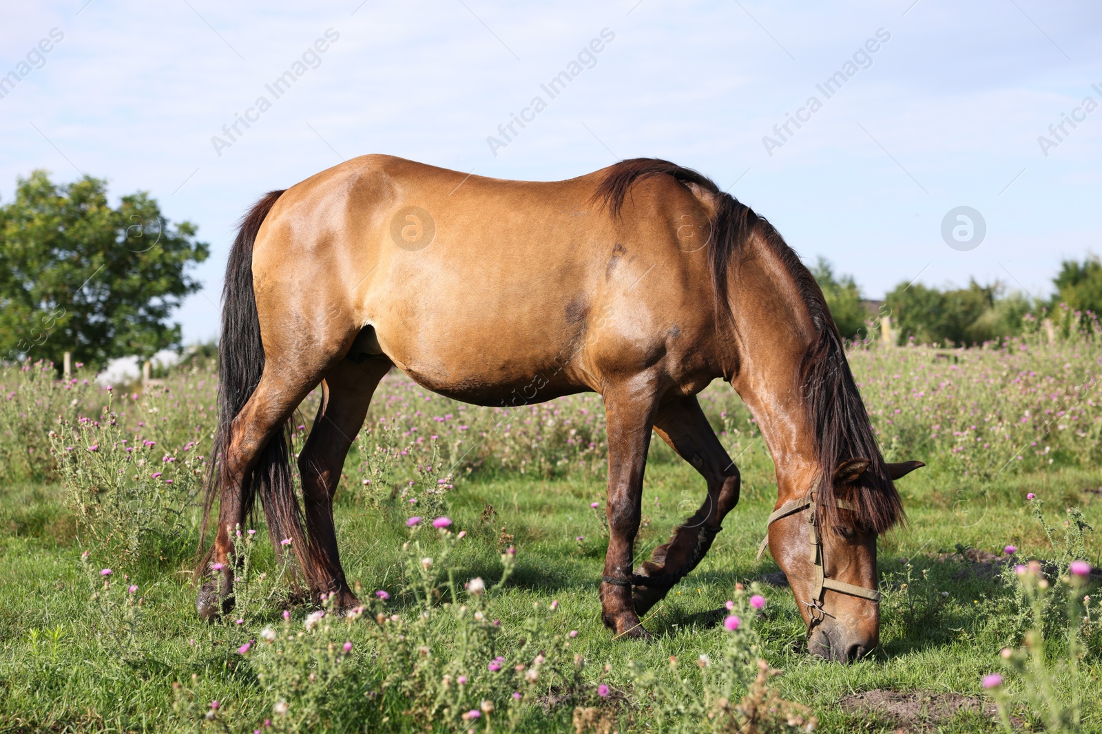 Beautiful horse grazing in meadow on sunny day Photo of Beautiful horse grazing in meadow on sunny day