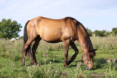 Photo of Beautiful horse grazing in meadow on sunny day