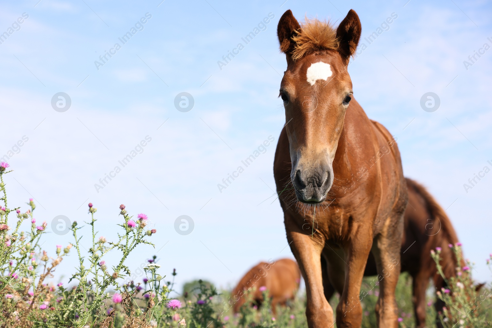 Beautiful foal in meadow on sunny day. Space for text Photo of Beautiful foal in meadow on sunny day. Space for text