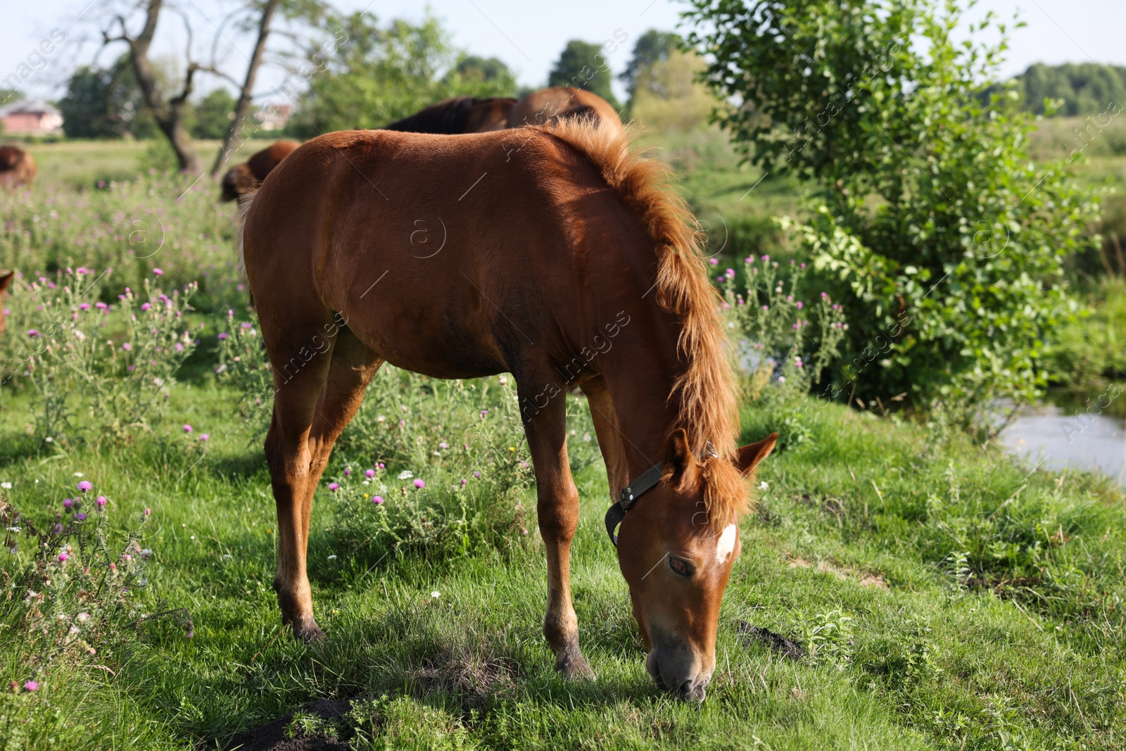 Beautiful foal grazing in meadow on sunny day Photo of Beautiful foal grazing in meadow on sunny day