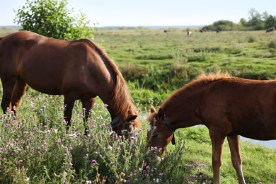 Photo of Beautiful horses grazing in meadow on sunny day