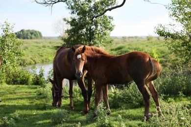 Photo of Beautiful horses grazing in meadow on sunny day