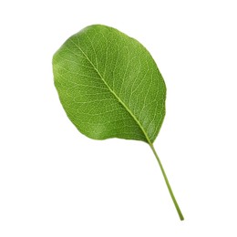 Photo of Beautiful green leaf of pear tree on white background