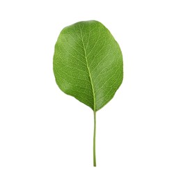 Photo of Beautiful green leaf of pear tree on white background