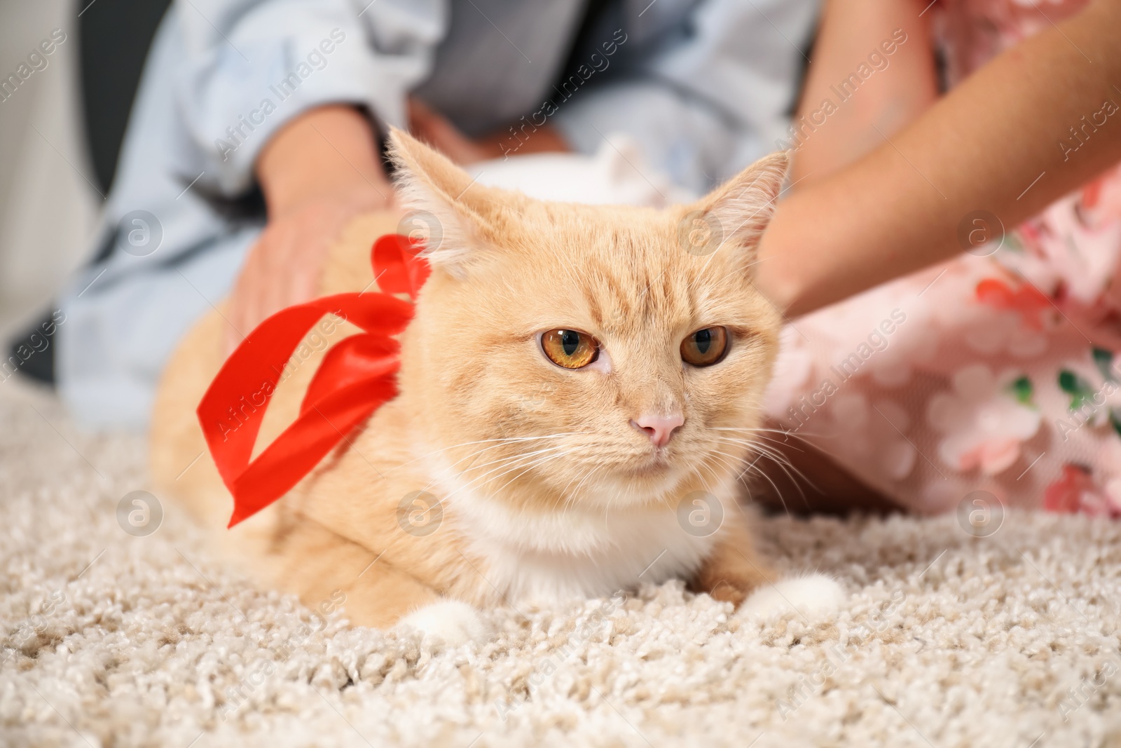Photo of Dreams come true. Mother and her daughter stroking ginger cat with red bow on floor at home, closeup