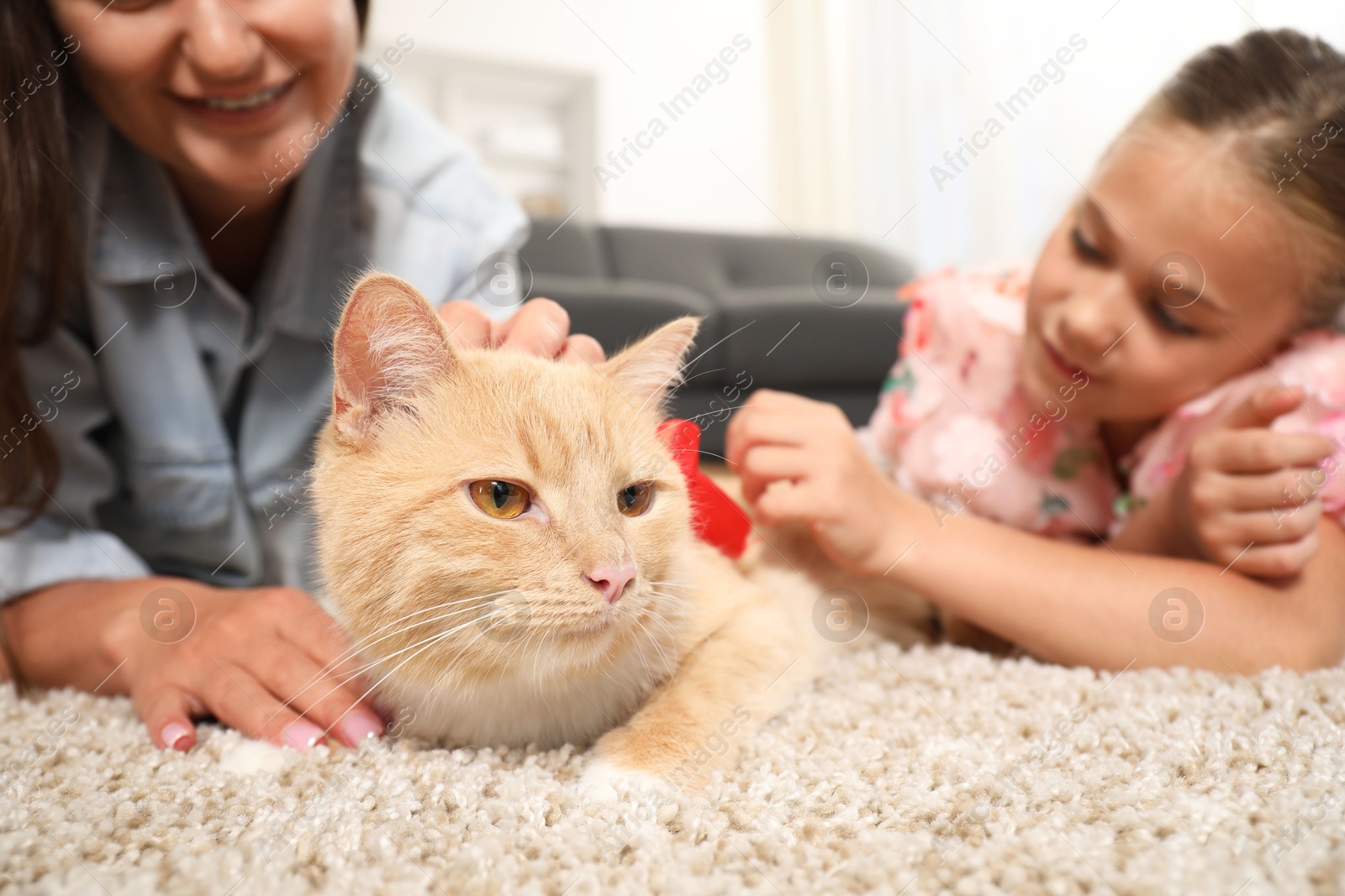 Dreams come true. Mother and her daughter stroking ginger cat with red bow on floor at home, selective focus Photo of Dreams come true. Mother and her daughter stroking ginger cat with red bow on floor at home, selective focus