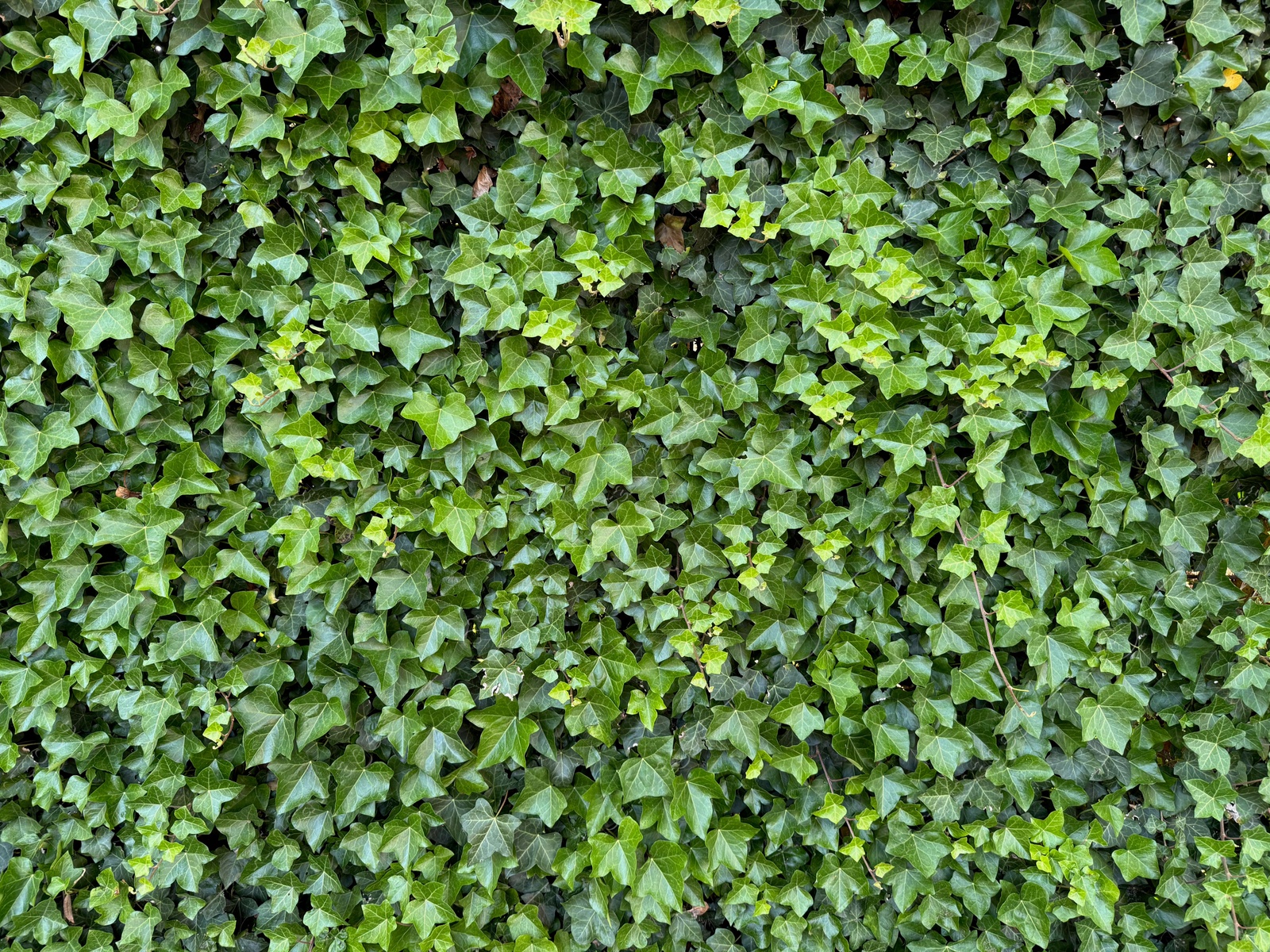 Beautiful lush ivy with green leaves as background, closeup Photo of Beautiful lush ivy with green leaves as background, closeup
