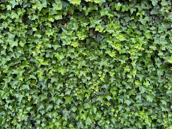 Photo of Beautiful lush ivy with green leaves as background, closeup