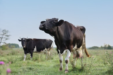 Photo of Beautiful cows grazing in meadow. Farm animal