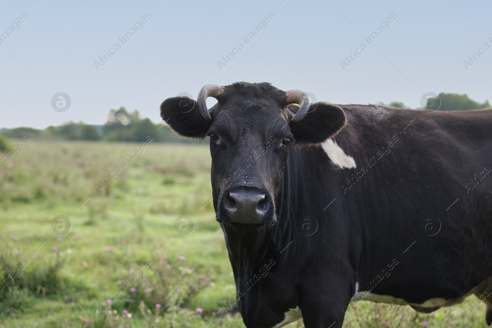 Beautiful black cow with white spots in meadow. Space for text Photo of Beautiful black cow with white spots in meadow. Space for text