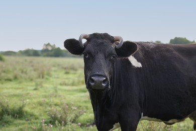 Photo of Beautiful black cow with white spots in meadow. Space for text