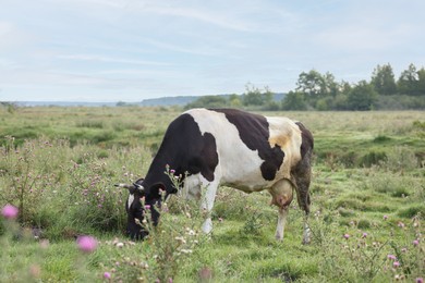 Photo of Beautiful cow grazing on green grass in countryside
