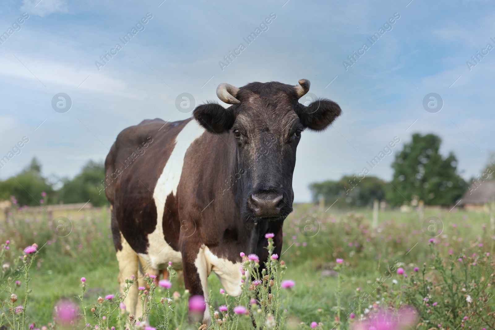 Beautiful black cow with white spots in meadow Photo of Beautiful black cow with white spots in meadow