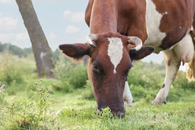 Photo of Beautiful cow grazing on green grass in countryside