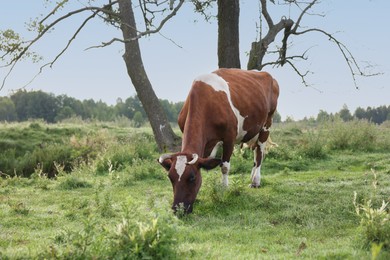 Photo of Beautiful cow grazing on green grass in countryside. Space for text