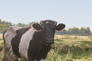 Photo of Beautiful black cow with white spots in meadow