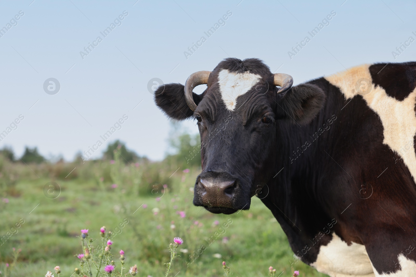 Beautiful black cow with white spots in meadow. Space for text Photo of Beautiful black cow with white spots in meadow. Space for text
