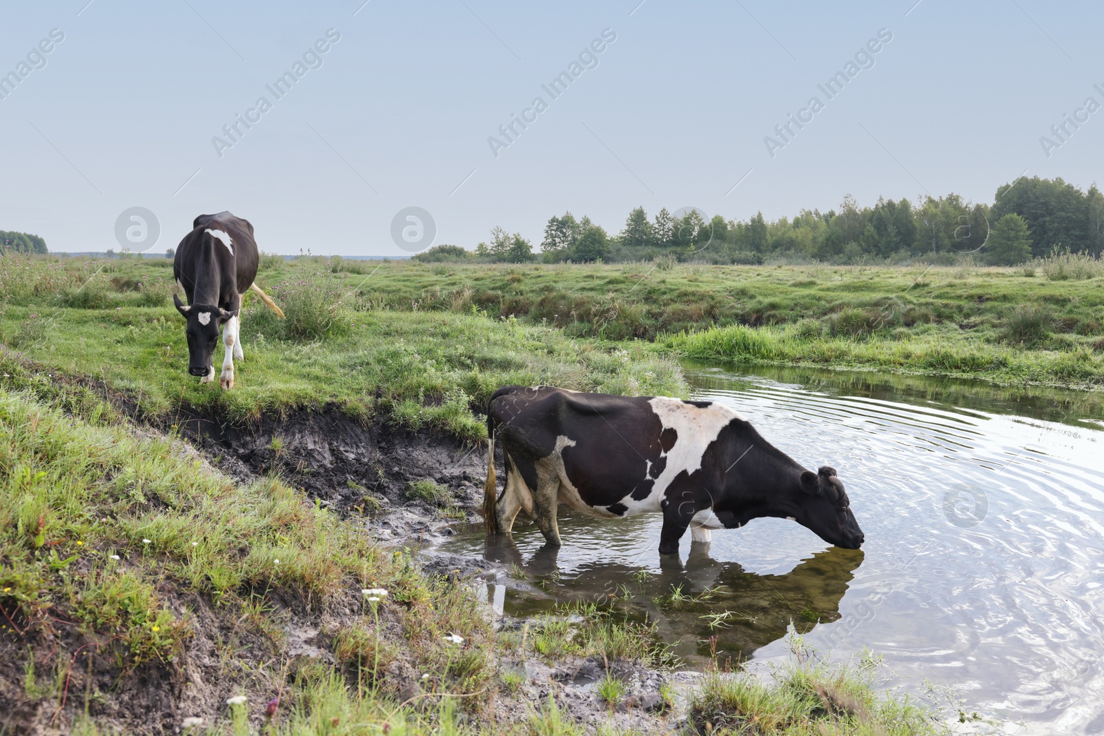 Photo of Cow drinking water from pond in countryside