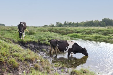 Photo of Cow drinking water from pond in countryside