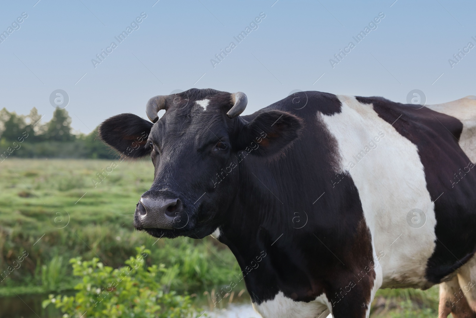 Beautiful black cow with white spots in meadow Photo of Beautiful black cow with white spots in meadow