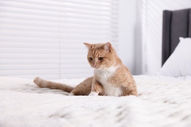 Photo of Pet hotel. Cute ginger cat on bed indoors