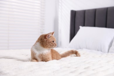 Photo of Pet hotel. Cute ginger cat on bed indoors