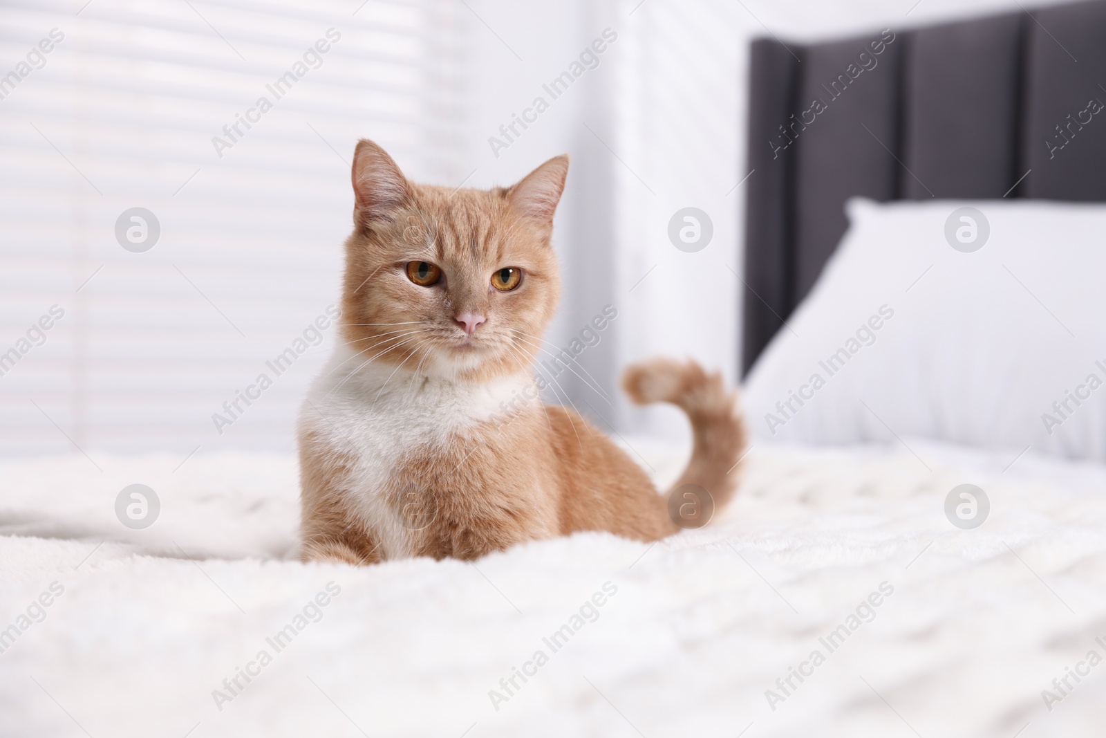 Pet hotel. Cute ginger cat on bed indoors Photo of Pet hotel. Cute ginger cat on bed indoors