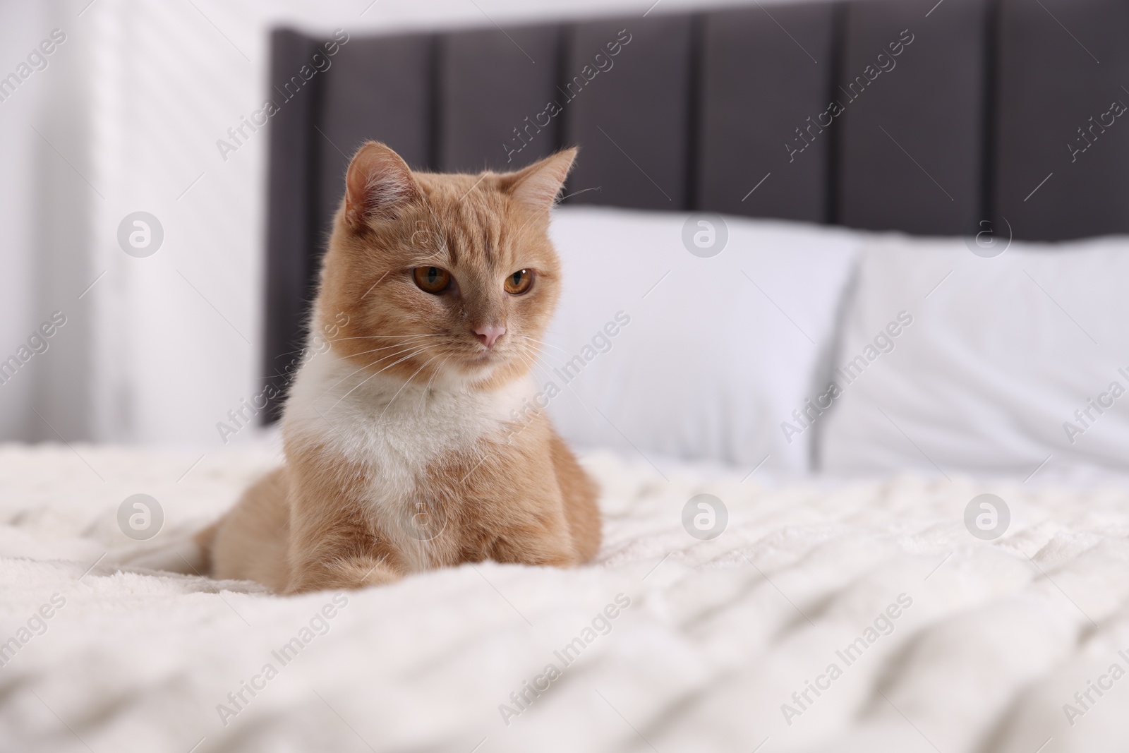 Pet hotel. Cute ginger cat on bed indoors, space for text Photo of Pet hotel. Cute ginger cat on bed indoors, space for text