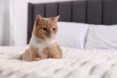 Photo of Pet hotel. Cute ginger cat on bed indoors, space for text