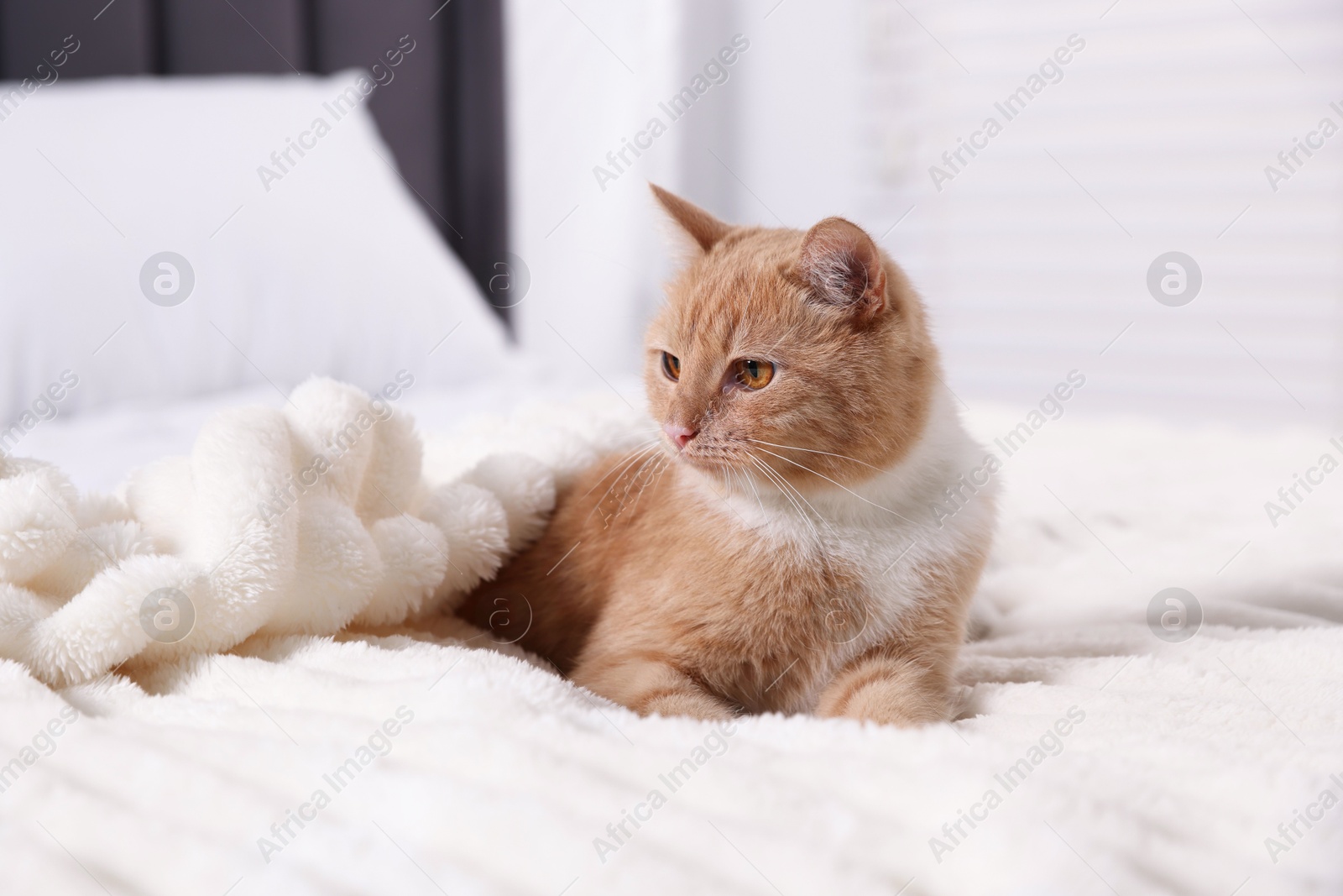 Pet hotel. Cute ginger cat on bed indoors Photo of Pet hotel. Cute ginger cat on bed indoors