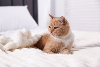 Photo of Pet hotel. Cute ginger cat on bed indoors