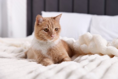 Photo of Pet hotel. Cute ginger cat on bed indoors