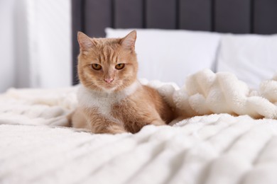 Photo of Pet hotel. Cute ginger cat on bed indoors