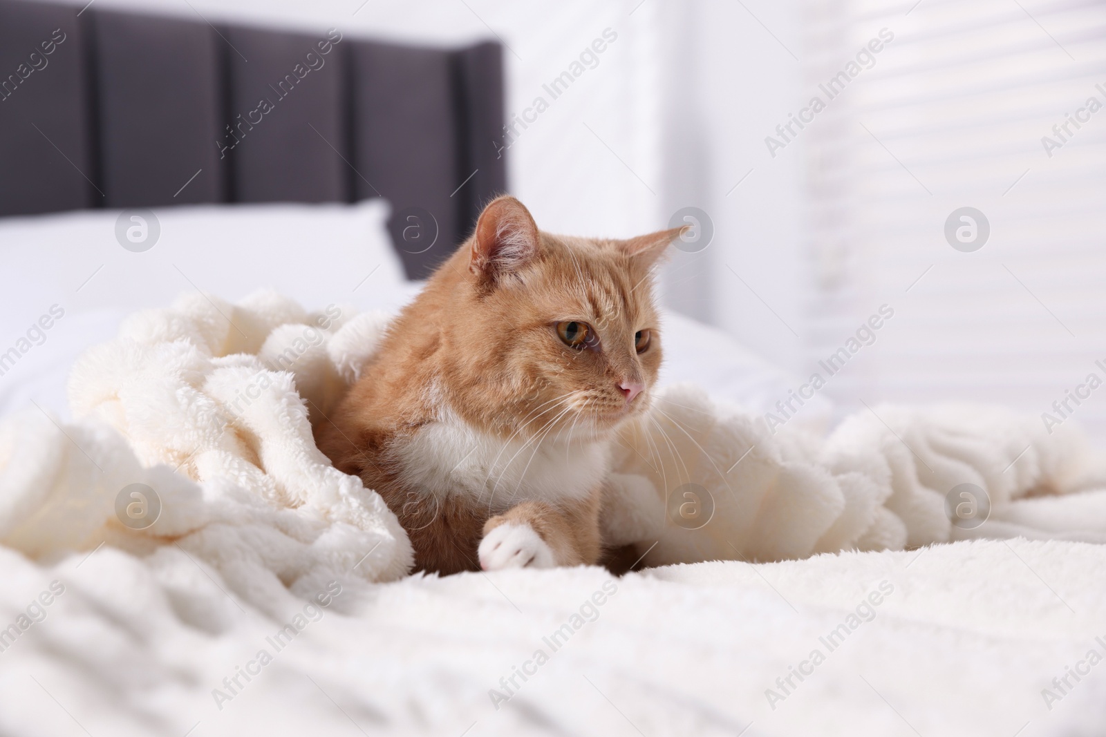Pet hotel. Cute ginger cat on bed indoors Photo of Pet hotel. Cute ginger cat on bed indoors