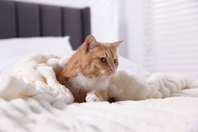 Photo of Pet hotel. Cute ginger cat on bed indoors