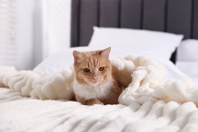 Photo of Pet hotel. Cute ginger cat on bed indoors