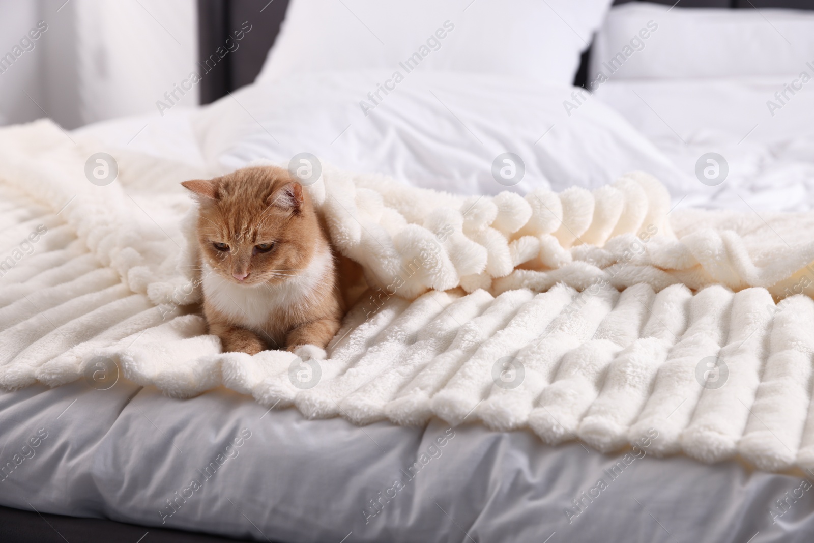 Pet hotel. Cute ginger cat on bed indoors, space for text Photo of Pet hotel. Cute ginger cat on bed indoors, space for text