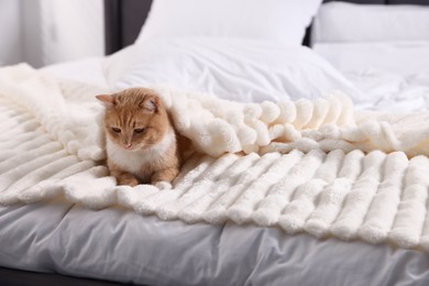 Photo of Pet hotel. Cute ginger cat on bed indoors, space for text