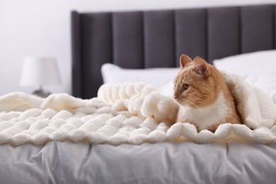 Photo of Pet hotel. Cute ginger cat on bed indoors, space for text