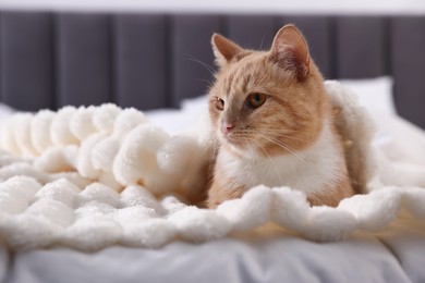 Photo of Pet hotel. Cute ginger cat on bed indoors