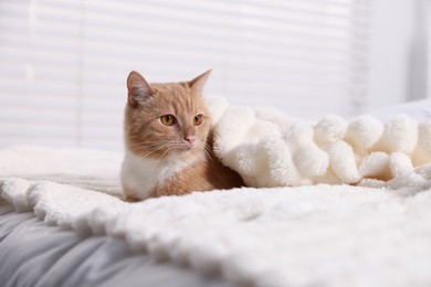 Photo of Pet hotel. Cute ginger cat on bed indoors