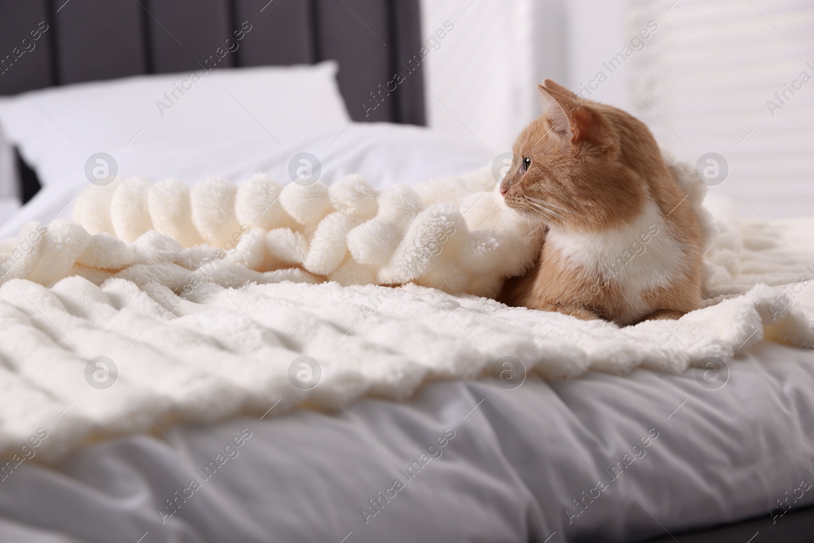 Photo of Pet hotel. Cute ginger cat on bed indoors