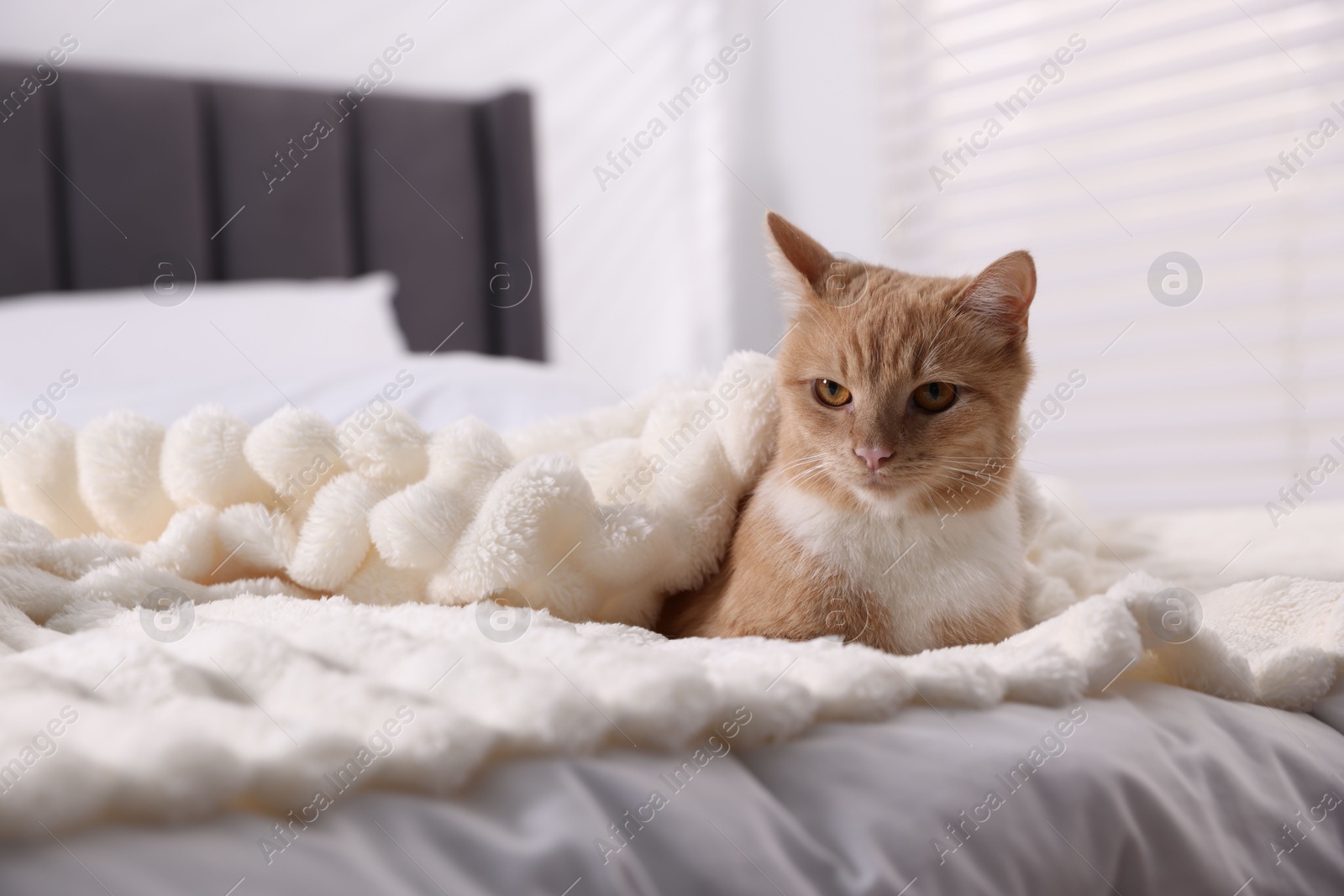 Pet hotel. Cute ginger cat on bed indoors Photo of Pet hotel. Cute ginger cat on bed indoors