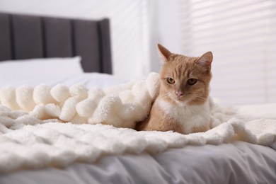 Photo of Pet hotel. Cute ginger cat on bed indoors