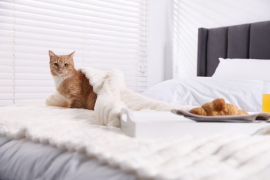 Photo of Pet hotel. Cute ginger cat, croissant and orange juice on bed indoors