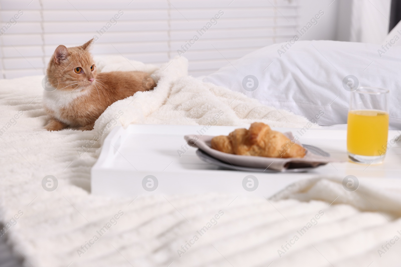 Pet hotel. Cute ginger cat, croissant and orange juice on bed indoors Photo of Pet hotel. Cute ginger cat, croissant and orange juice on bed indoors
