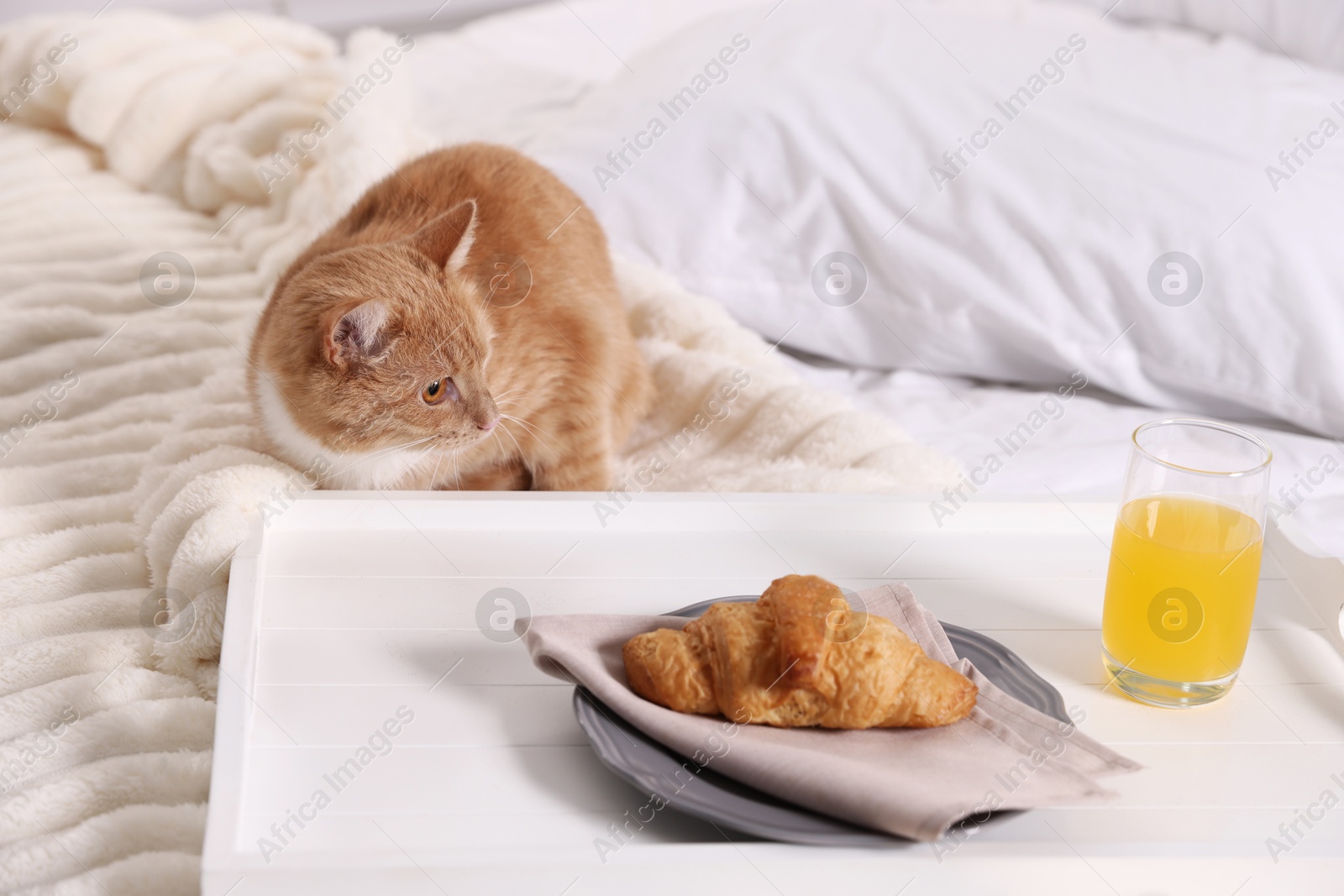 Pet hotel. Cute ginger cat, croissant and orange juice on bed indoors Photo of Pet hotel. Cute ginger cat, croissant and orange juice on bed indoors